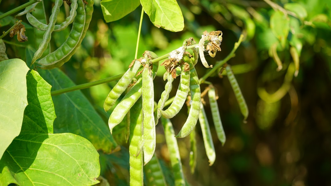 Photo plant-based diet