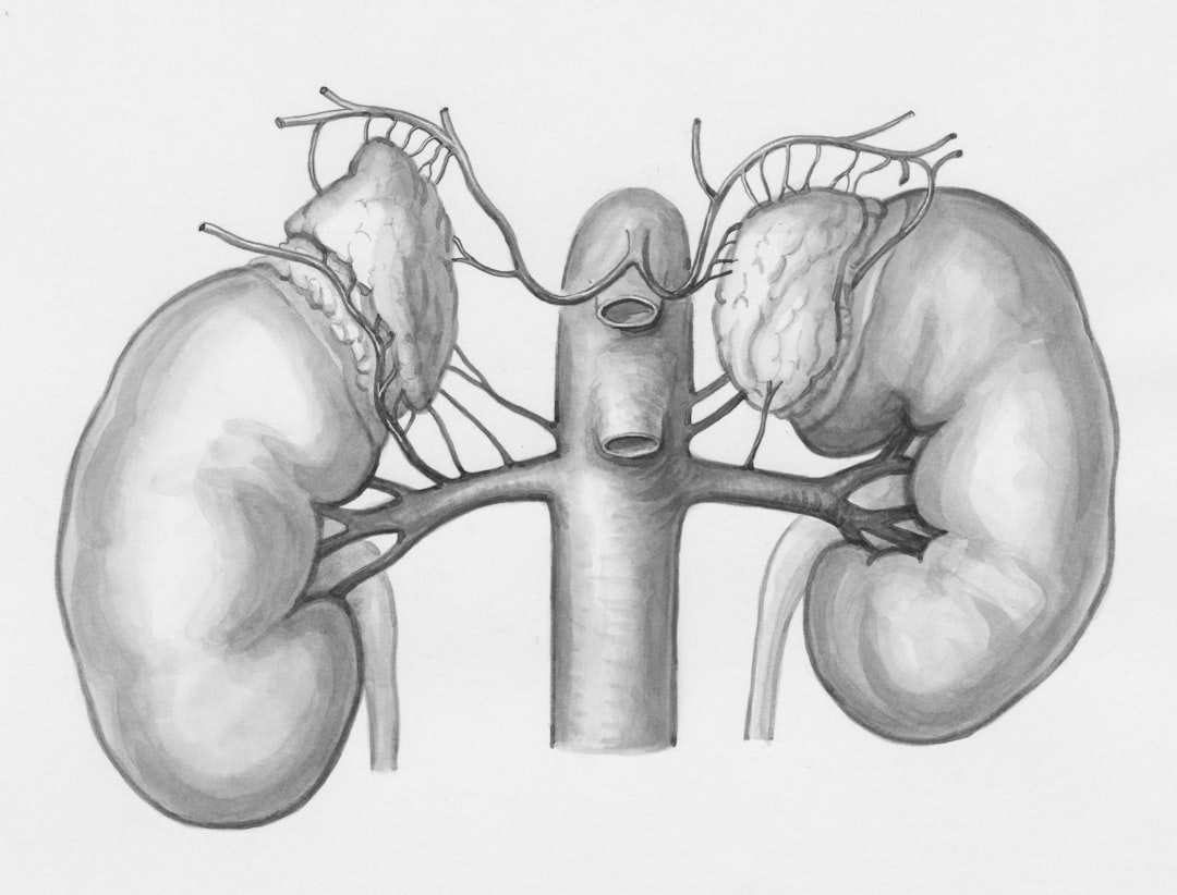 Photo health of kidneys